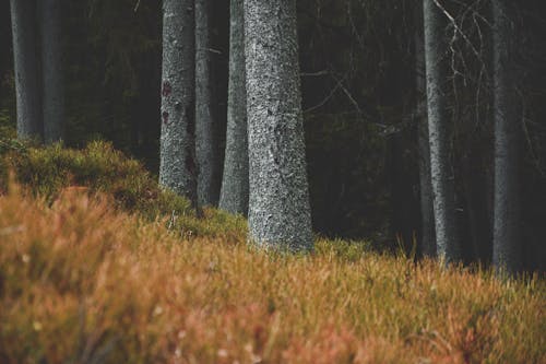 Fotobanka s bezplatnými fotkami na tému ihličnan, lesnatá krajina, lesy