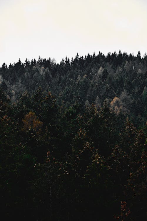 Fotobanka s bezplatnými fotkami na tému horský les, hustý les, les v jeseni