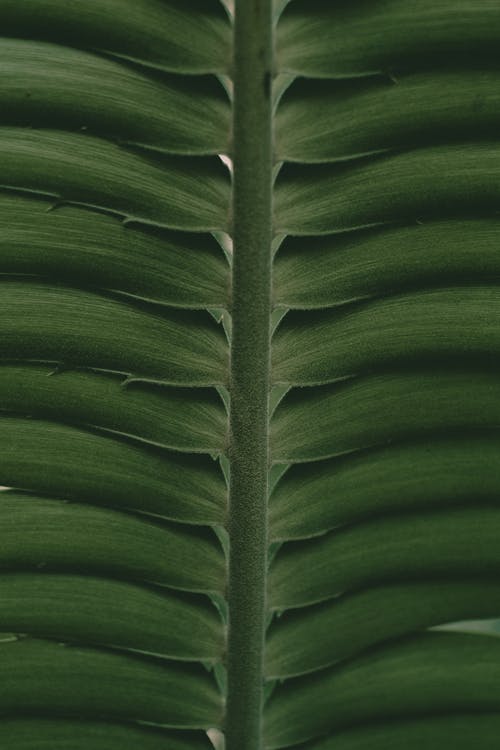 Free Macro Photography of a Green Leaf Stock Photo