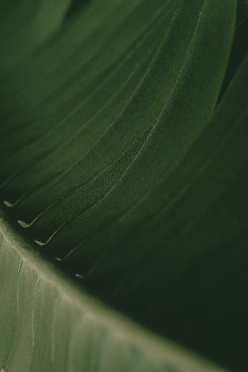 A Green Leaf in Macro Photography