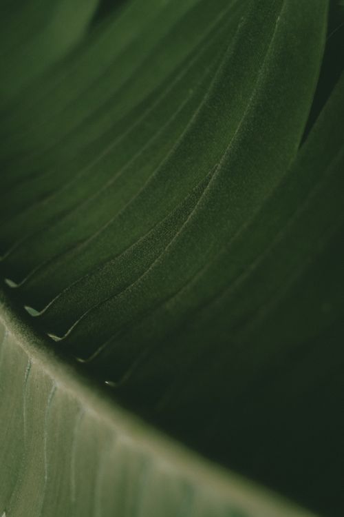 Free Detailed close-up of a green leaf highlighting its rich texture and natural patterns. Stock Photo