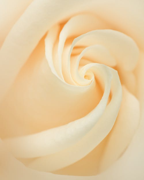 Abstract background of white rose bud