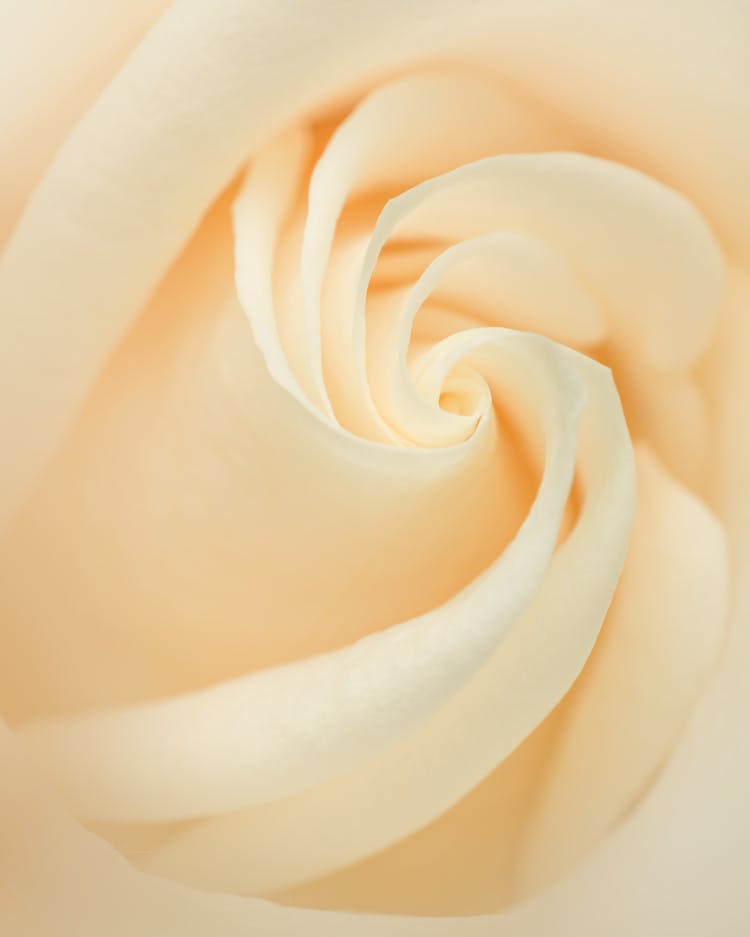 Abstract Background Of White Rose Bud