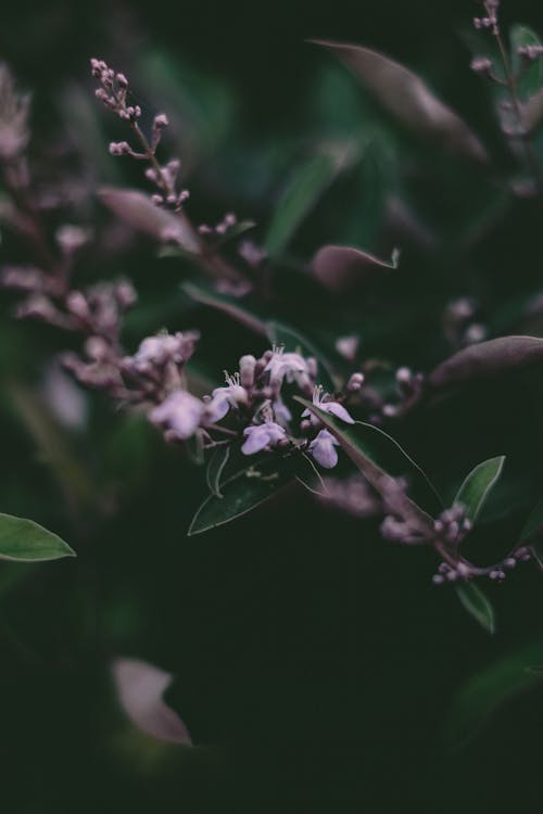 Kostnadsfri bild av blommor, delikat, flora