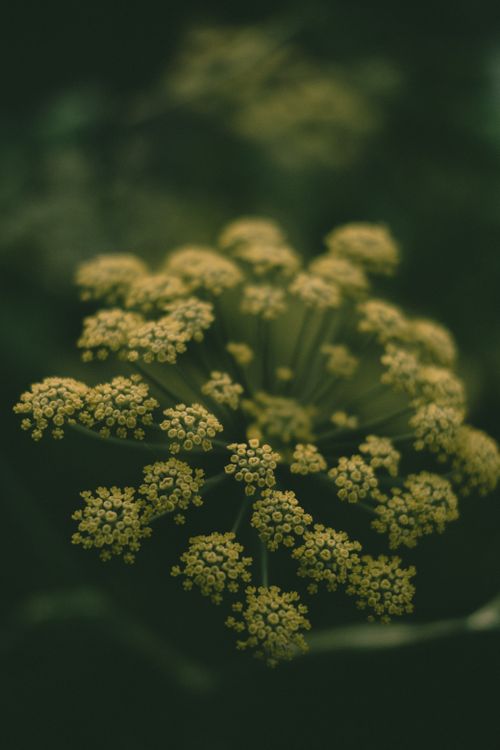 Free Macro shot of delicate dill bloom, showcasing intricate floral details with a moody tone. Stock Photo