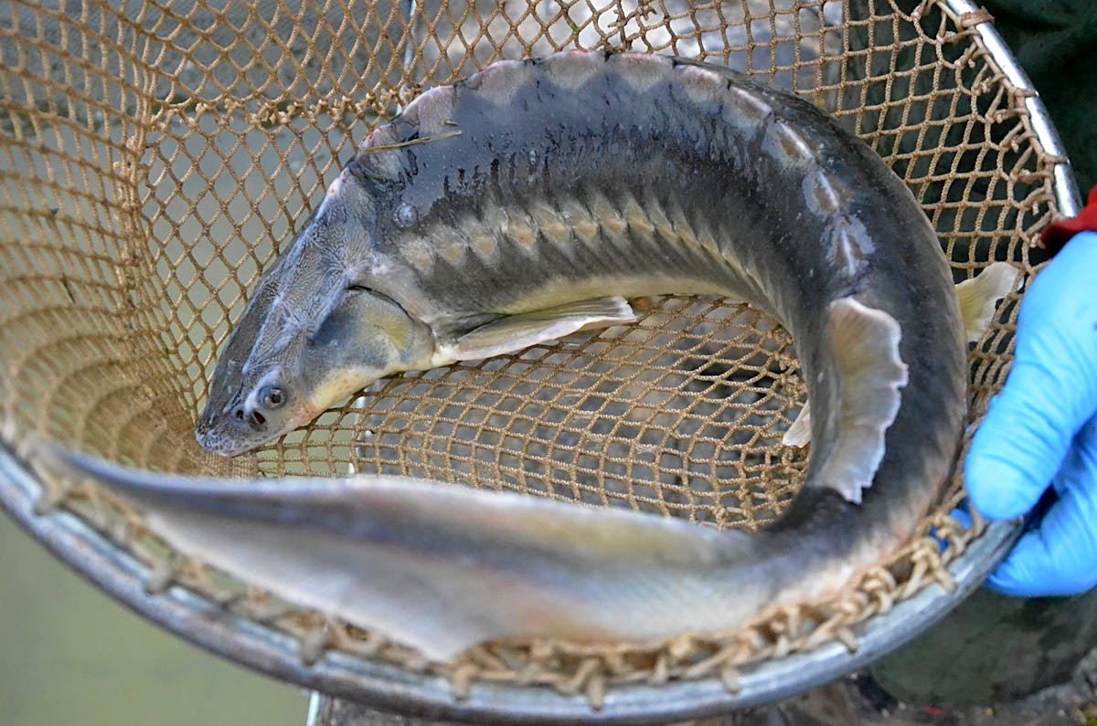 A calming evening scene with herbal tea and a book promoting sleep and reduced stress