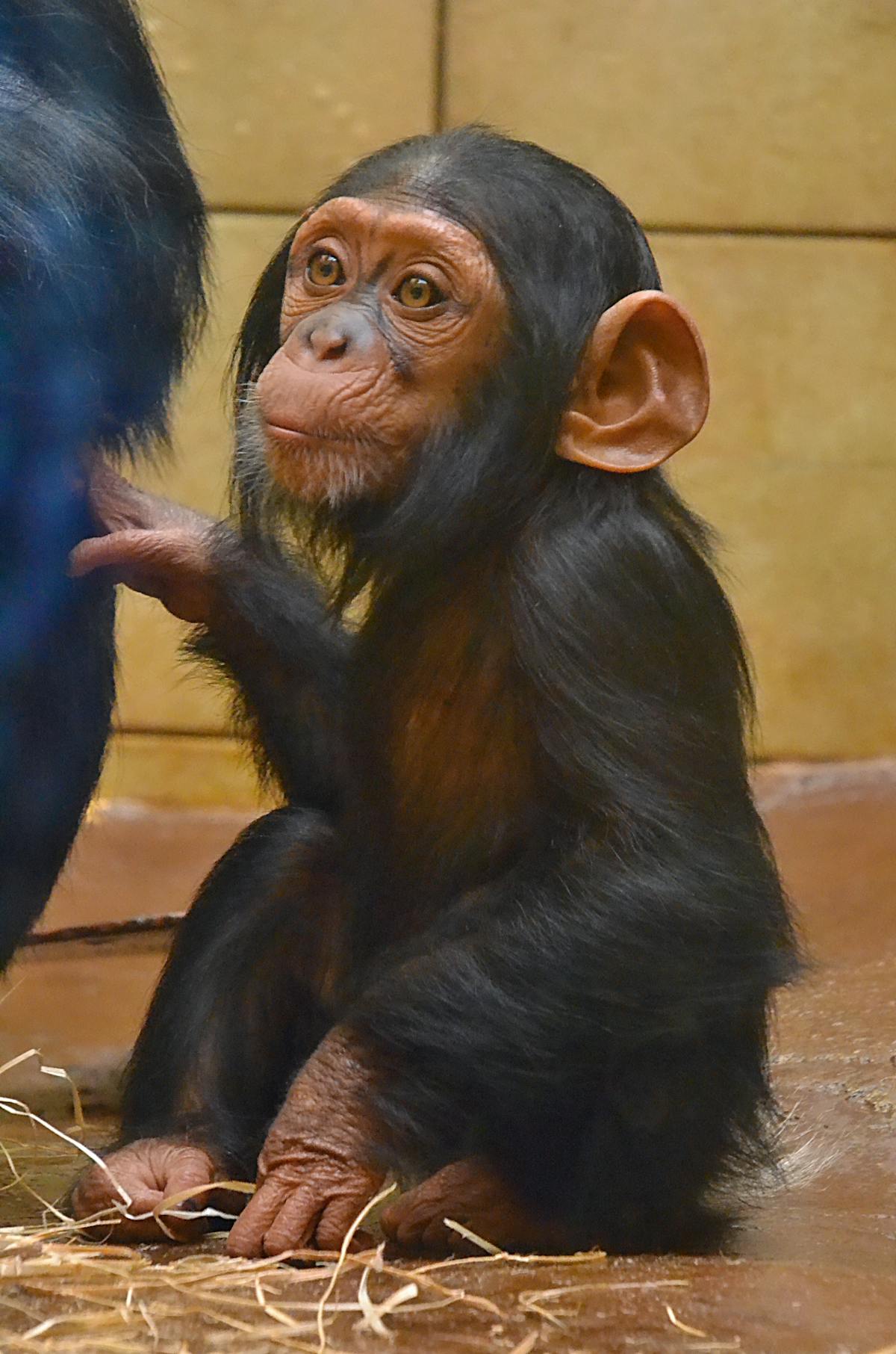 High protein breakfast with eggs, avocado, salmon, and salad on a plate