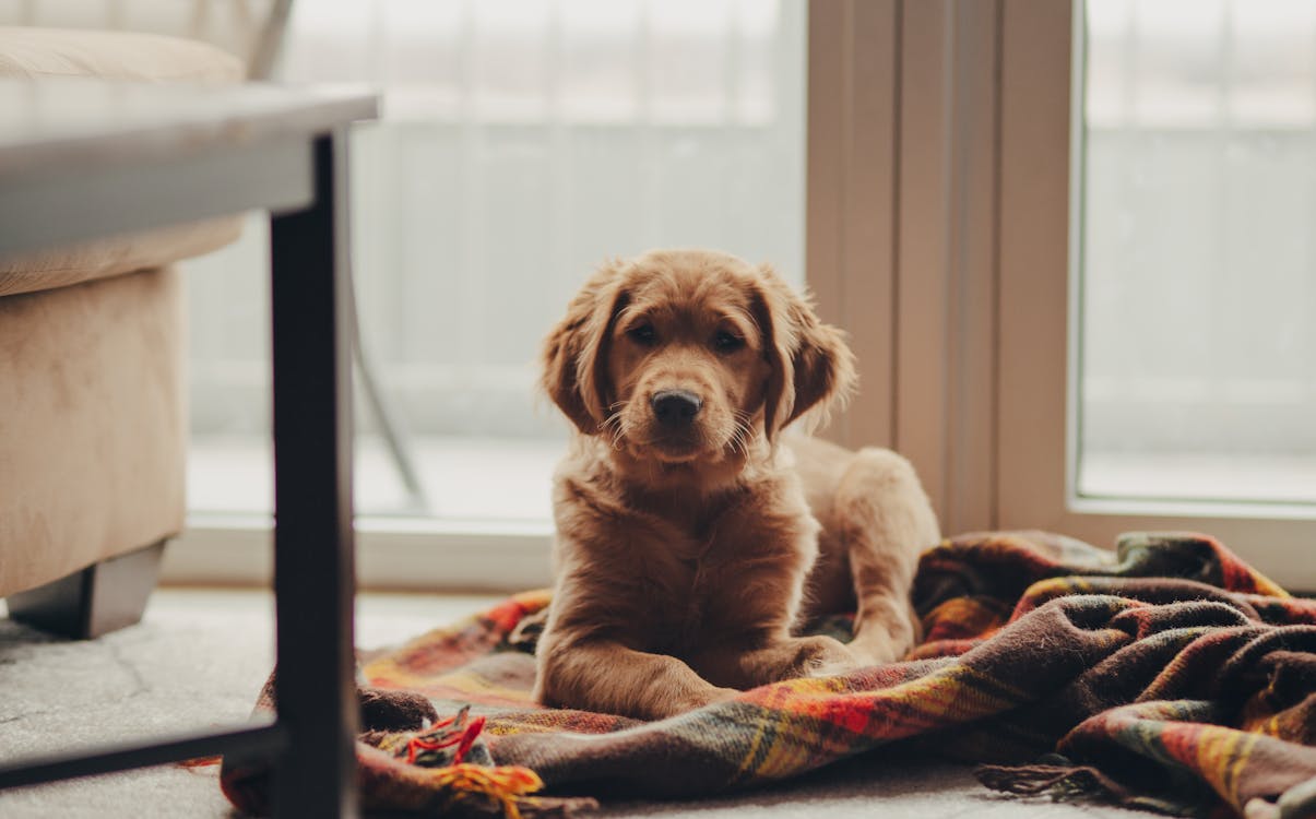 Free A Golden Retriever Sitting on a Blanket Stock Photo