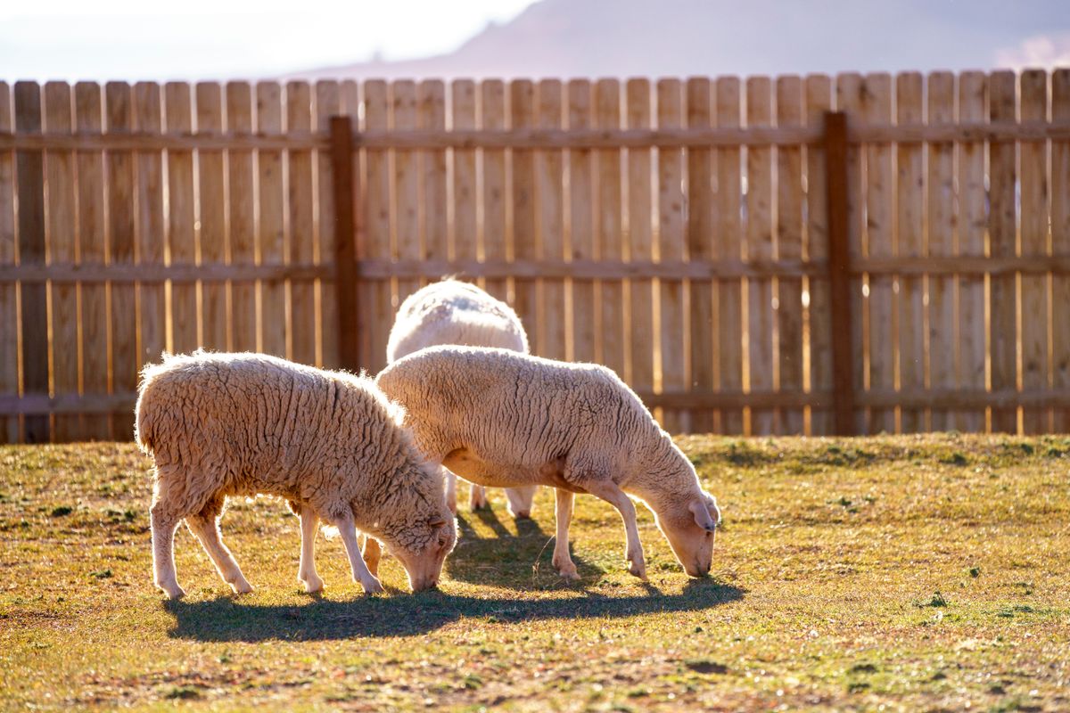 Sheep grazing in a sunny pasture