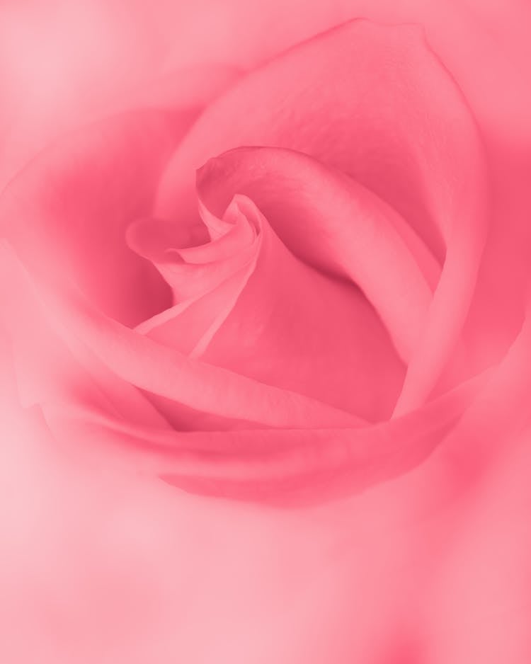 Abstract Background Of Pink Rose Burgeon