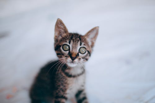 Free Tabby little curious kitten with green eyes Stock Photo