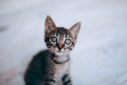 Free Curious little fluffy kitten with long whiskers and innocent eyes on blurred background Stock Photo