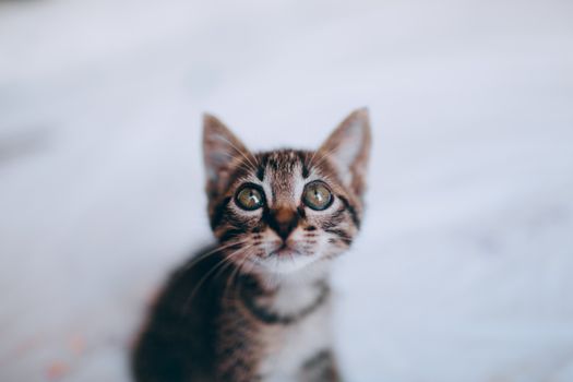A close-up portrait of a curious tabby kitten with big green eyes looking up indoors.