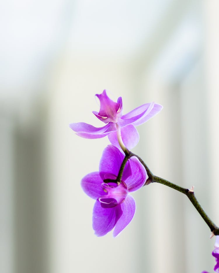 Close Up Photo Of Purple Orchids