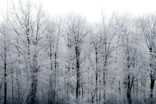 Free Snow Covered Trees  Stock Photo