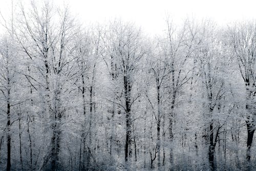 下雪的天氣, 光秃秃的树木, 冬季 的 免费素材图片