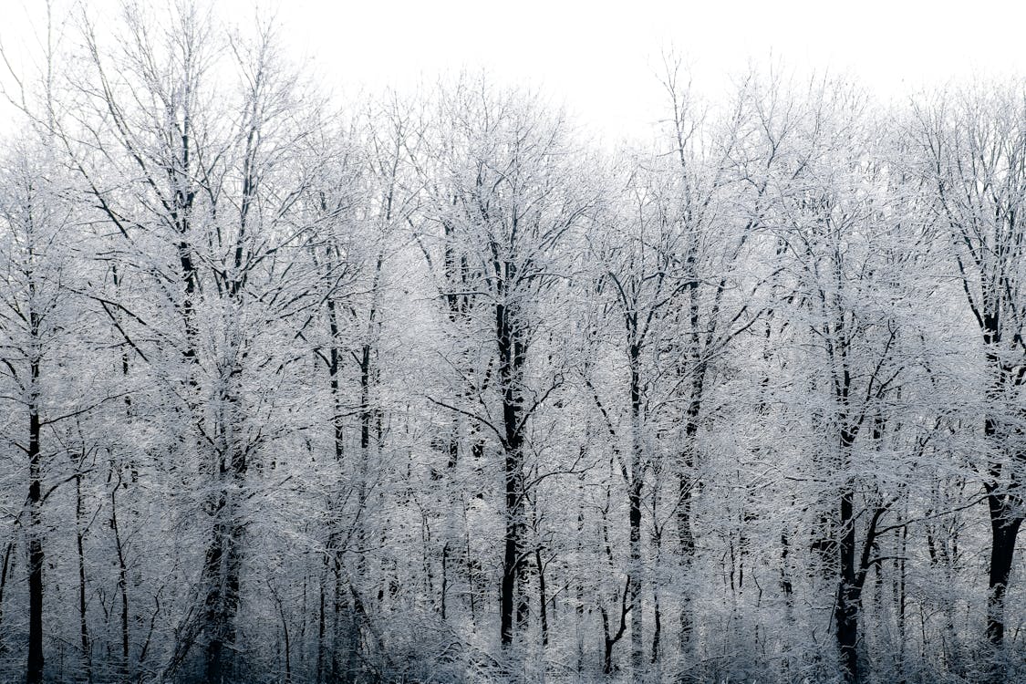Snow Covered Trees 