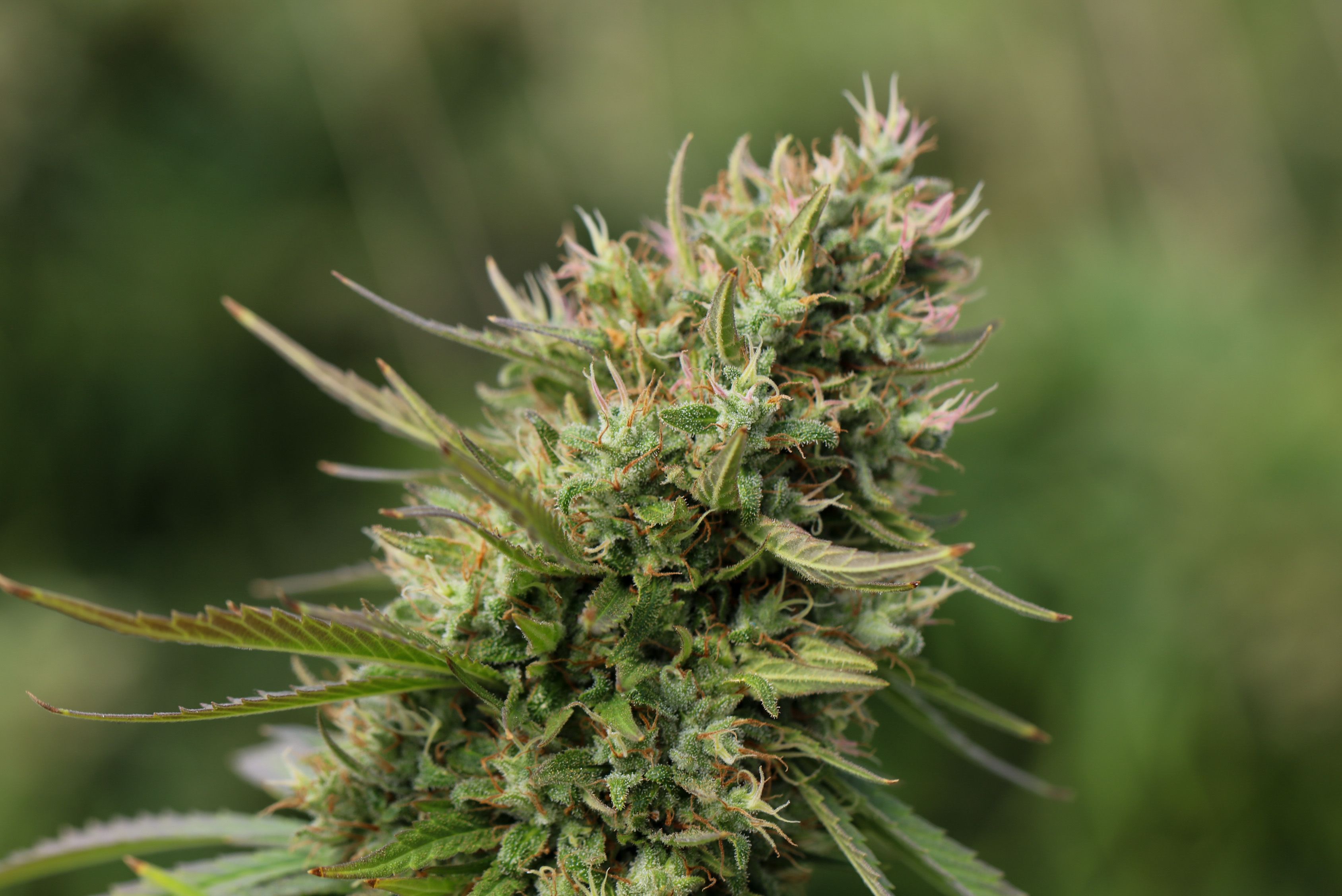 golden live resin concentrate with visible terpene-rich texture closeup
