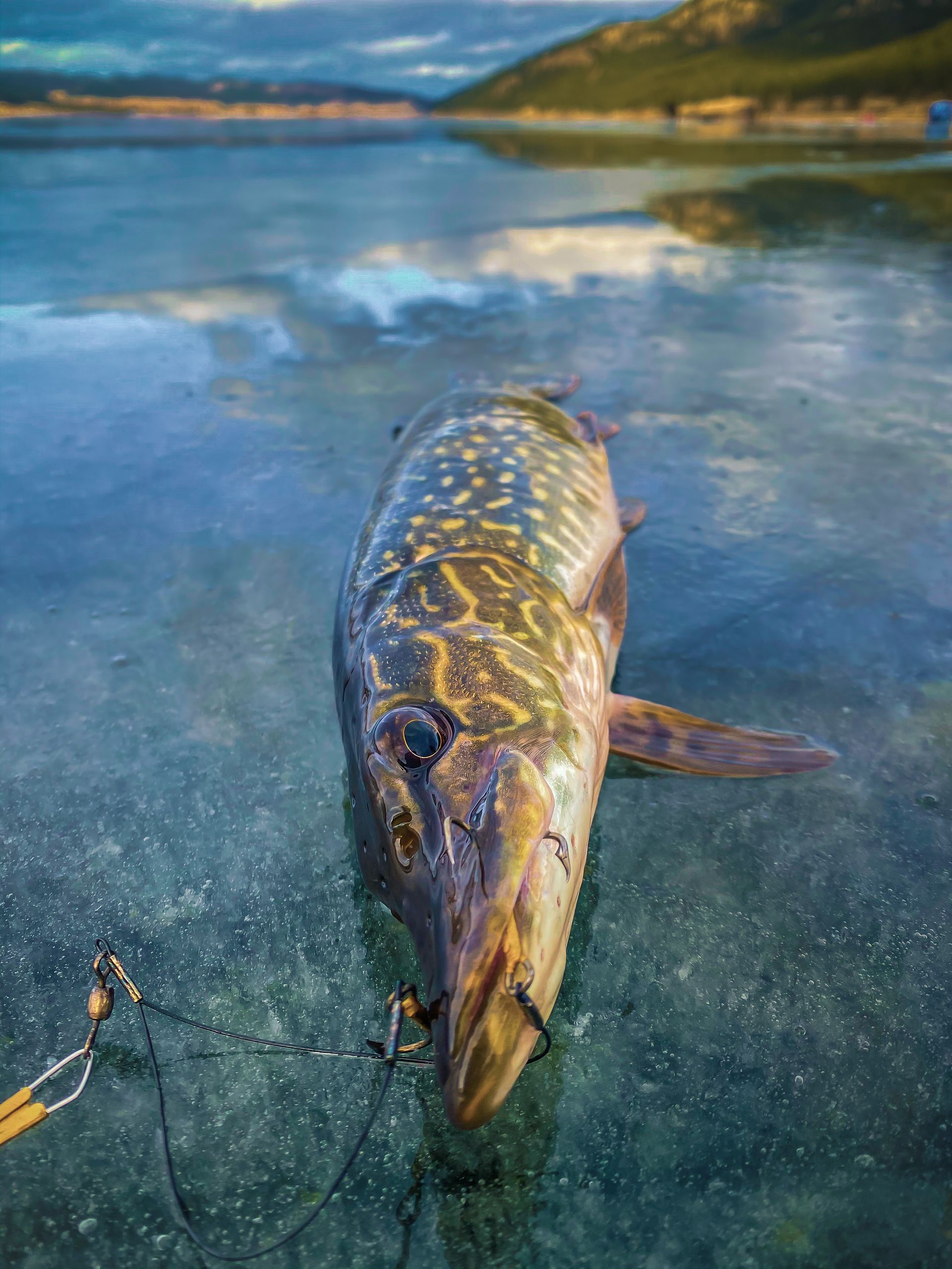 Trophy Walleye & Pike