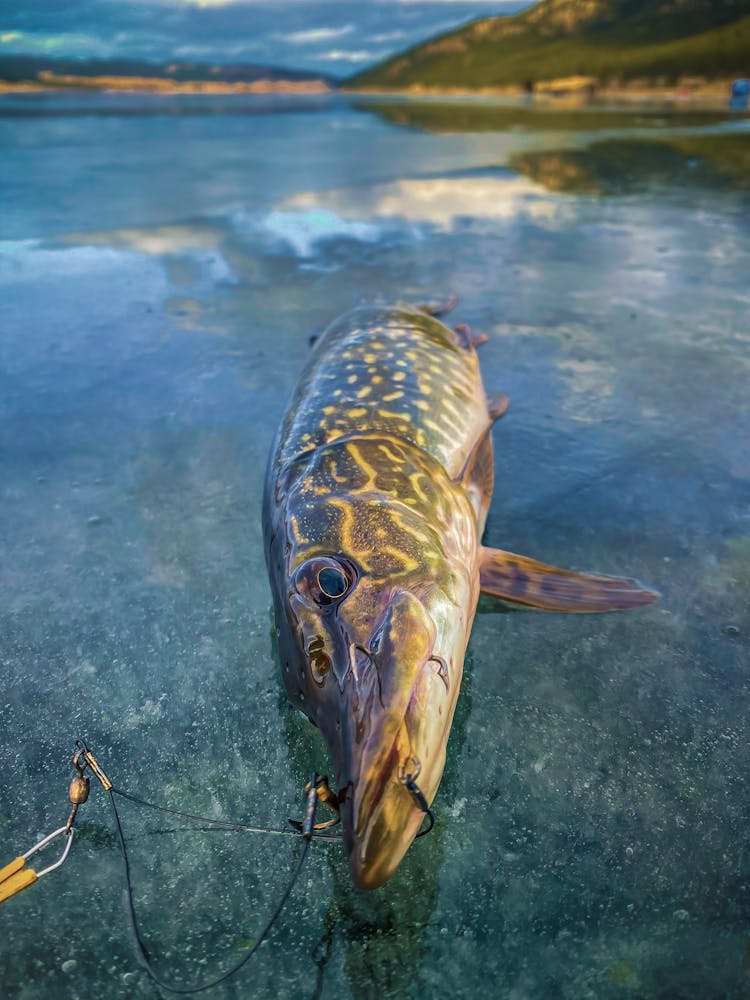 Fish Caught On Fishing Rod