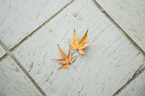 Free Top view of dry weathered brown maple leaves with pointed edges placed on tiled floor in light room in autumn time Stock Photo