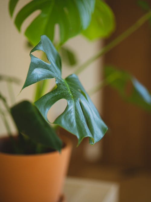 Soft focus of big green leaf of monstera plant growing in brown pot placed on cupboard in room at home