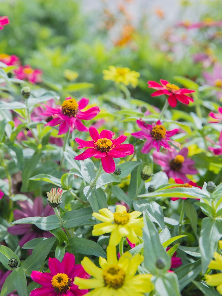 Blooming Zinnia Flowers In Garden