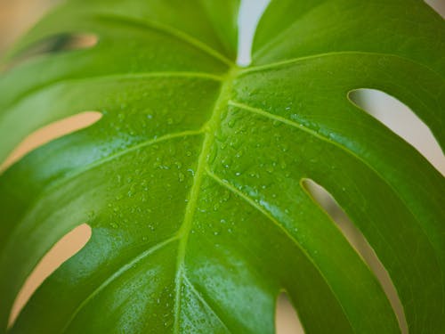 Wet monstera leaf with water drops