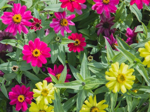 Fotobanka s bezplatnými fotkami na tému aróma, aromatický, botanický