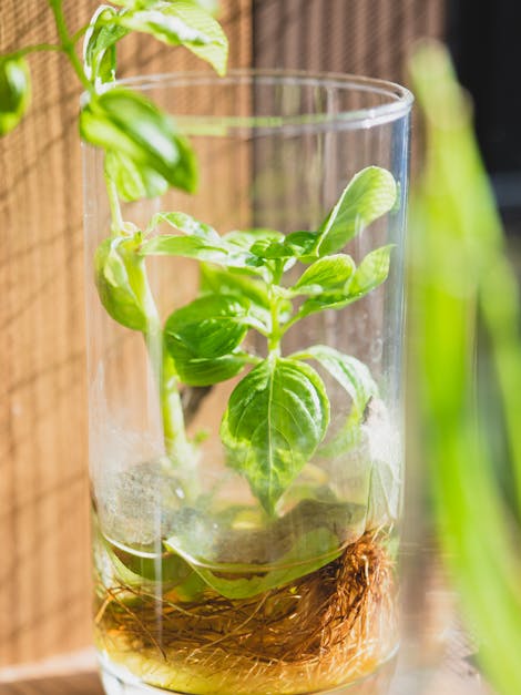 How to grow bean sprouts in water