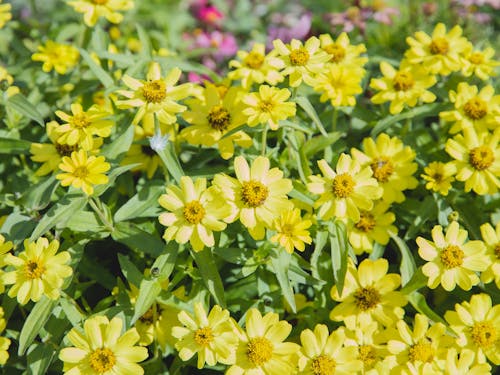 Abundance of tender zinnia flowers with yellow petals and green leaves growing in park with different plants on blurred background