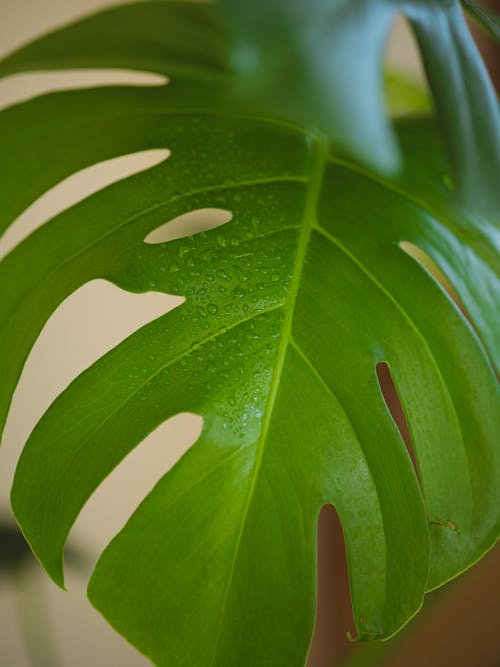 Free Wet monstera leaf in room Stock Photo