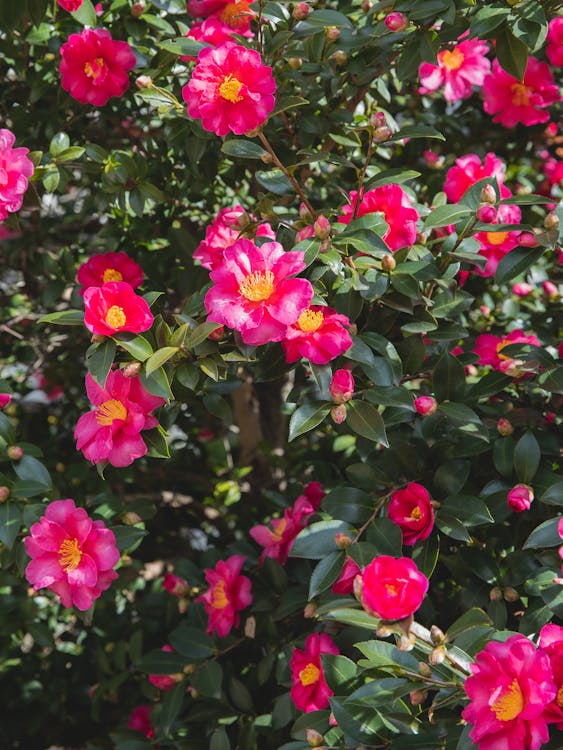 Blooming bush with plenty delicate camellia flowers with pink petals and green leaves growing in sunny garden on summer time
