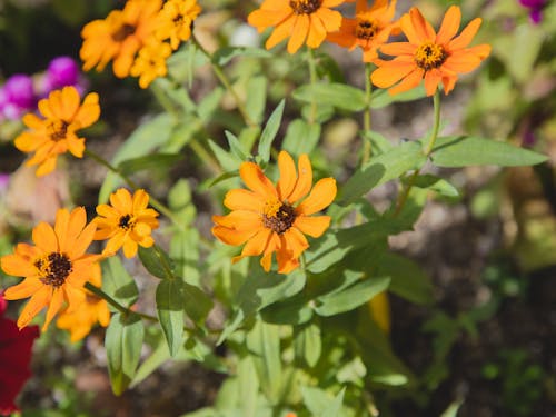 Free Blooming bush with zinnia flowers Stock Photo
