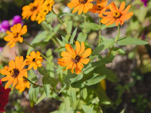 Blooming bush with zinnia flowers