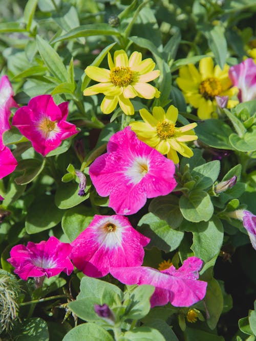 Blossoming bush with bright zinnia flowers and yellow zinnias with green leaves growing in nature on summer time under sunlight