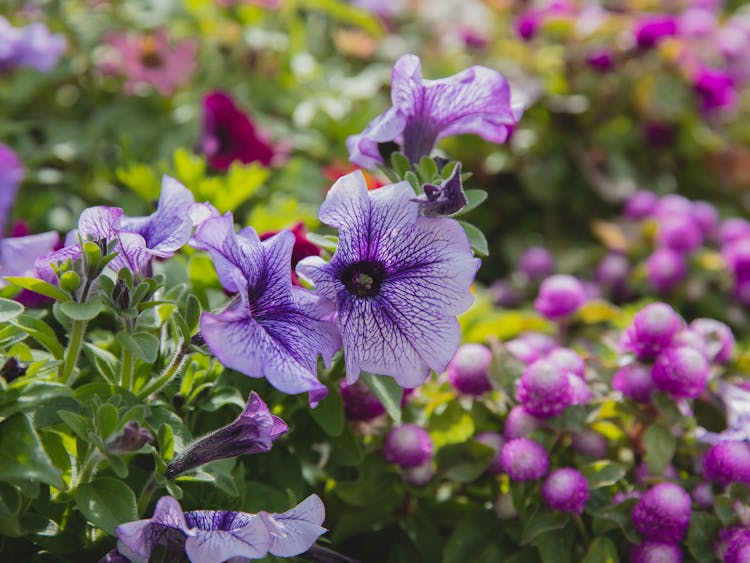 Petunia Flowers Growing In Garden