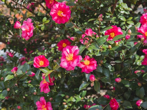 Abundance of tender camellia flowers with pink petals and green leaves growing on branches of blooming bush in sunny park