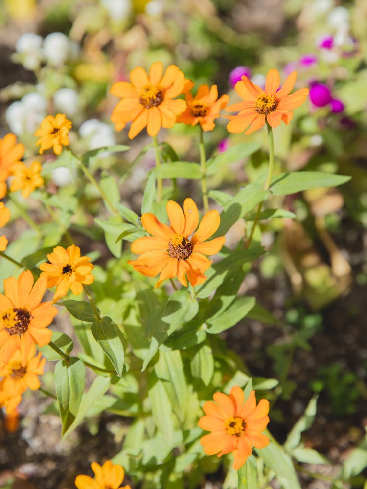 Bright Zinnia Flowers Blooming In Garden