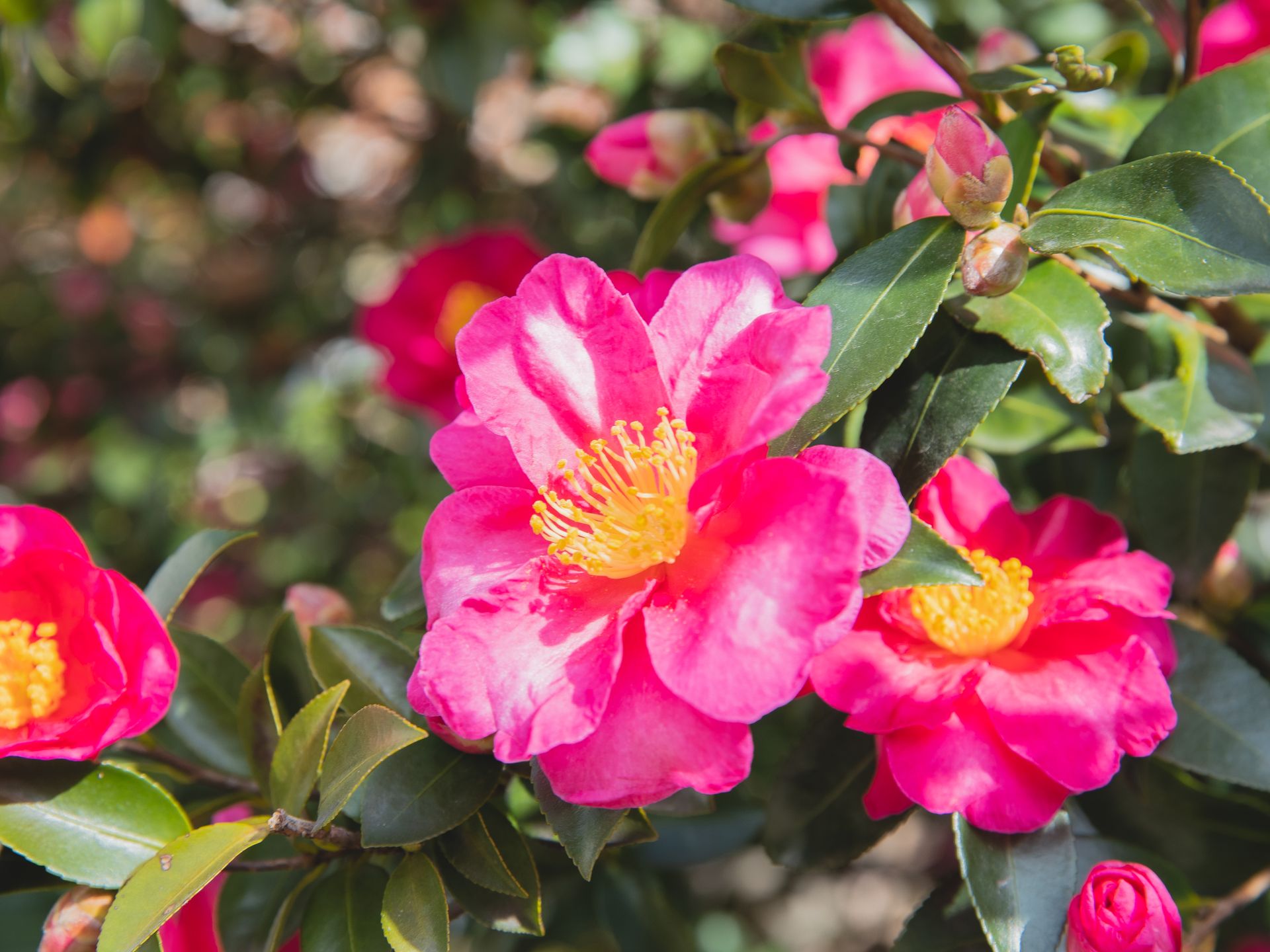 Blooming bush with tender camellia flower with pink petals and green leaves growing in sunny botanical garden on blurred background
