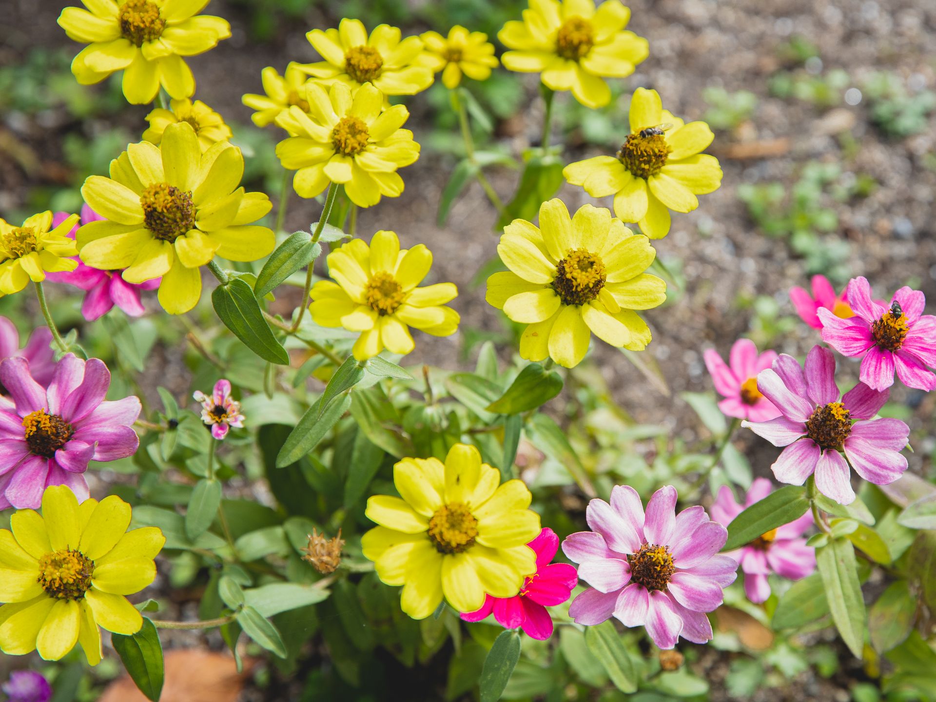 Colorful zinnia flowers growing in garden