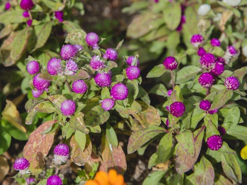 Free From above bush of purple globe gomphrena flowers with green leaves growing on flowerbed in sunny park on blurred background Stock Photo
