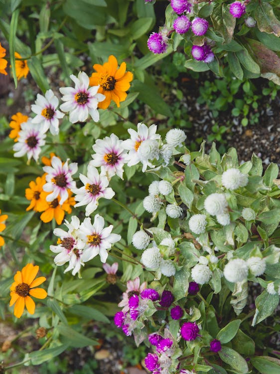 Free Gomphrena flowers and zinnias growing in garden Stock Photo