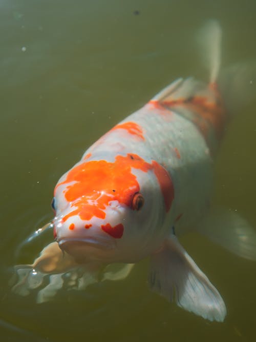 Close Up Photo of Koi fish