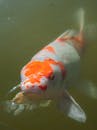 Close Up Photo of Koi fish