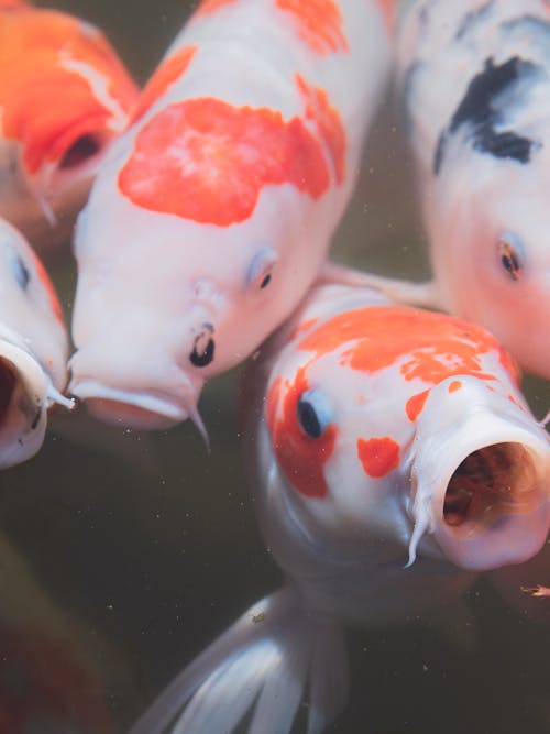 Free Japanese carp with red and orange spots and mouth opened swimming in water of pond Stock Photo