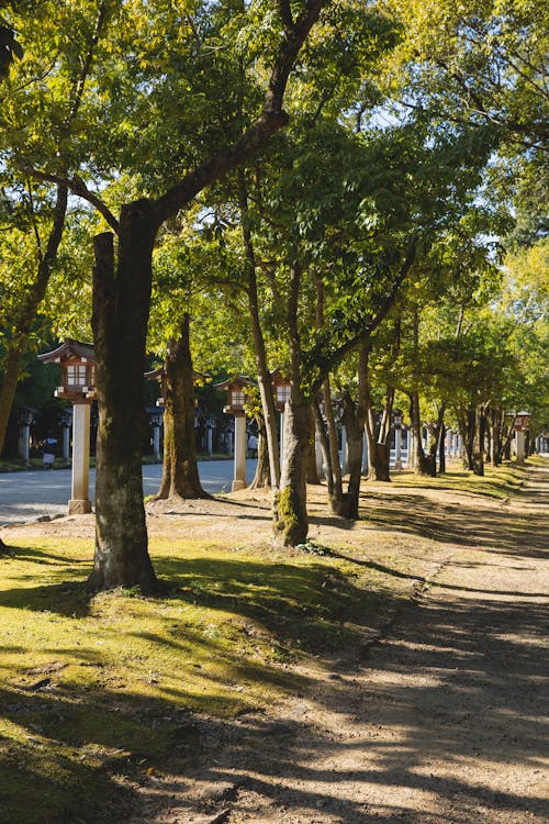 Empty path with trees with fresh green foliage near road on sunny summer day