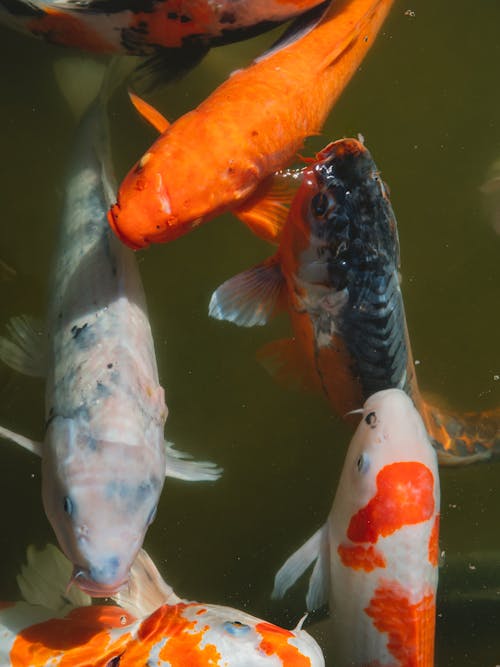 Top view of Bright Koi fish with orange spots swimming in muddy water of pond