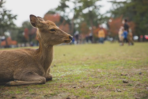 Free Cute little deer lying on ground with fresh verdant grass on blurred background of park with anonymous people Stock Photo