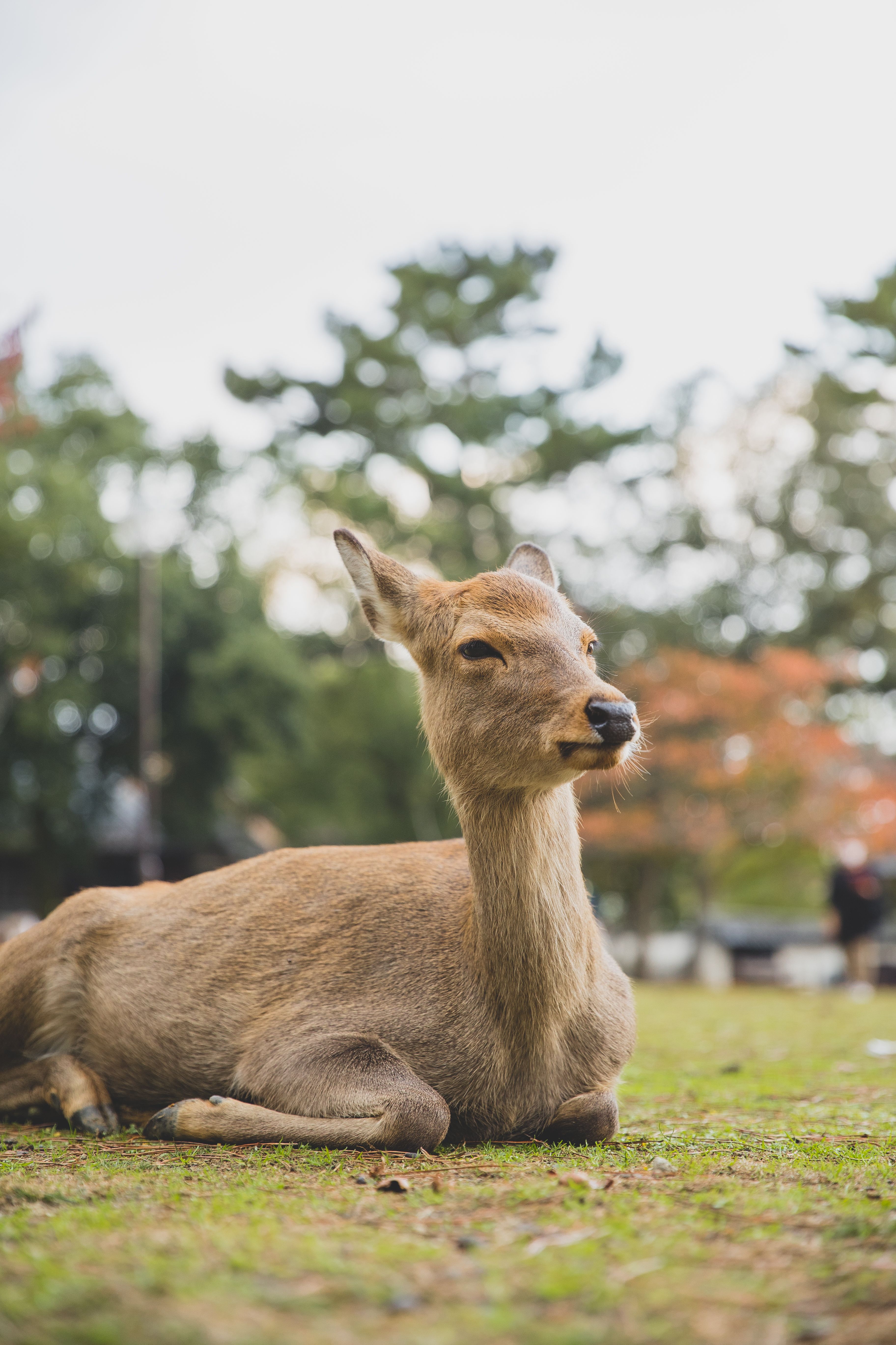 Cute young deer lying on lawn with verdant grass on blurred background of trees under gray sky